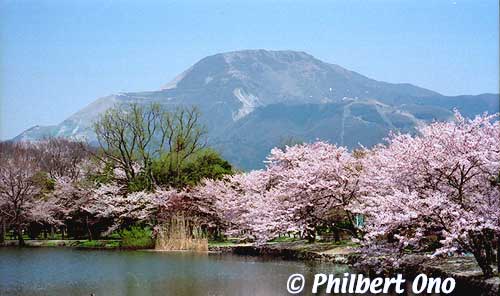 Mishima Pond in April with cherry blossoms in bloom and Mt. Ibuki in the background.