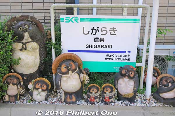 tanuki at Shigaraki Station