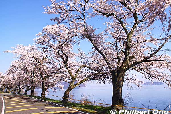 Kaizu-Osaki cherry blossoms.