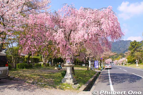 Cherry blossoms in Sakamoto, Otsu. Temple town