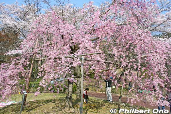 Weeping cherries in Omi-Fuji Karyoku Koen Park (also called Omi-Fuji Green Acres) in Yasu