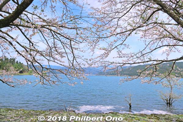 Lake Yogo cherry blossoms