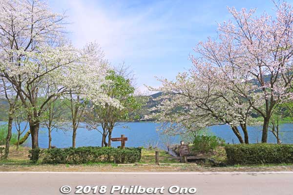 Lake Yogo cherry blossoms