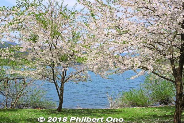 Lake Yogo cherry blossoms
