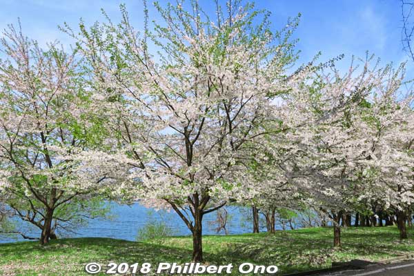 Lake Yogo cherry blossoms