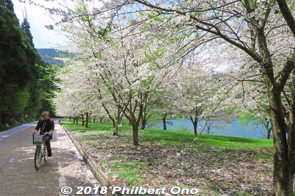 Lake Yogo cherry blossoms