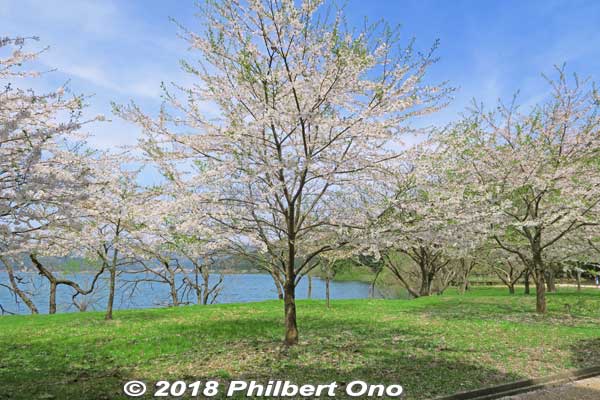 Lake Yogo cherry blossoms