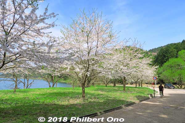 Lake Yogo cherry blossoms