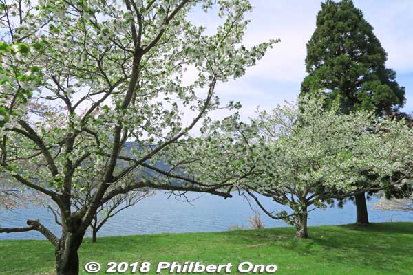 Oshima-zakura cherry blossoms