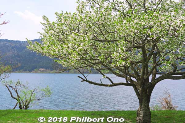 Oshima-zakura cherry blossoms