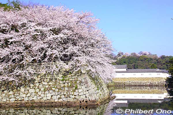 Asian Porch With Blossoming Trees On The Balcony Background, Cherry Blossoms  Over The Porch, Hd Photography Photo, Spring Background Image And Wallpaper  for Free Download