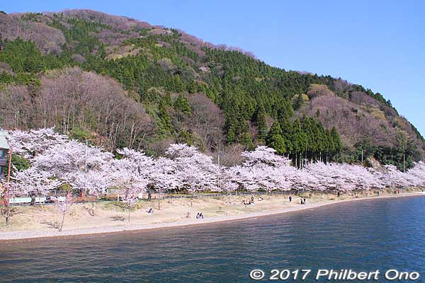 Kaizu-Osaki Cherry Blossom cruise
