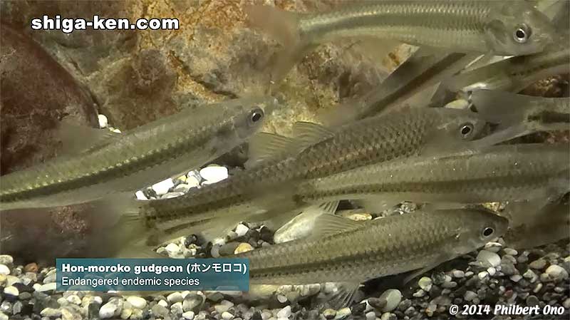 honmoroko gudgeon ホンモロコ