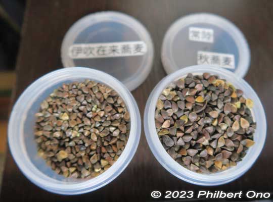 Ibuki soba grains (left) are much smaller than normal soba grains
