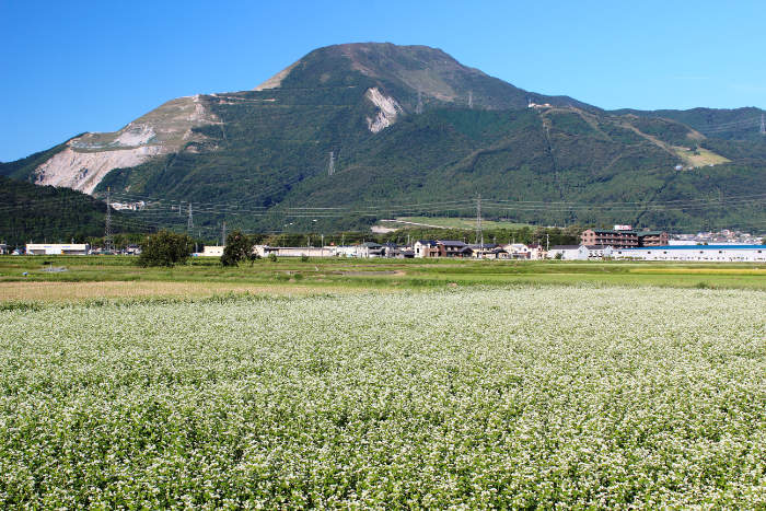 Soba buckwheat field and flowers near Mt. Ibuki. Photo from Wikipedia.