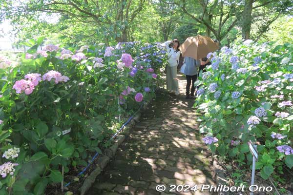 hydrangea path