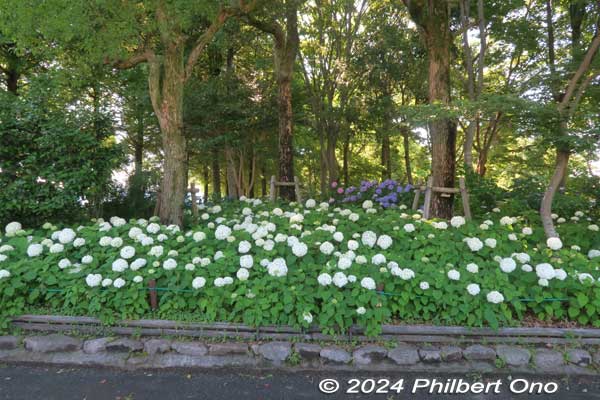 Annabelle hydrangea