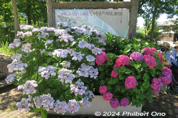 hydrangea shrub