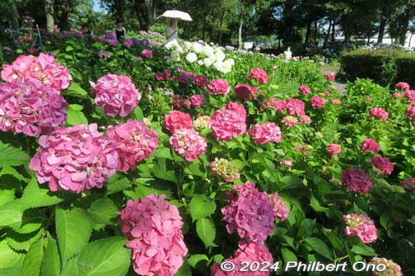 moriyama-ashikari-en-hydrangea-garden