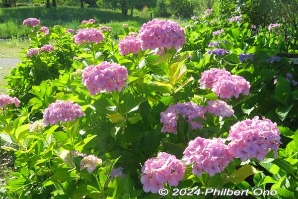 hydrangea