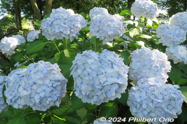 Soeur Thérèse hydrangea