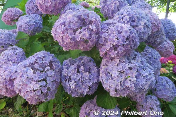 Temari-temari hydrangea