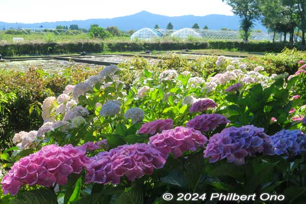 Mt. Hiei on the Kyoto border can be seen in the background