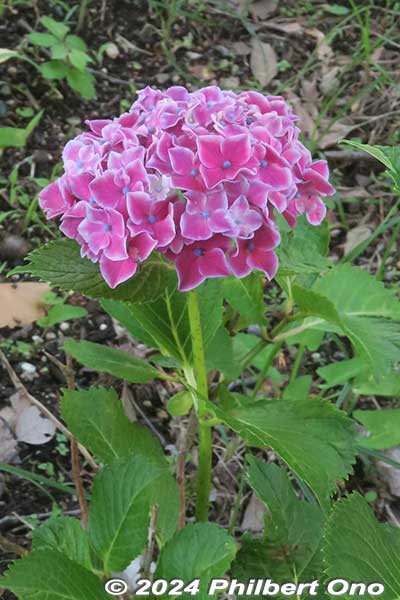 hydrangea Maihime (Dancing Princess 舞姫