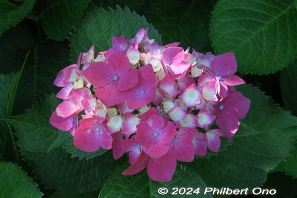 hydrangea