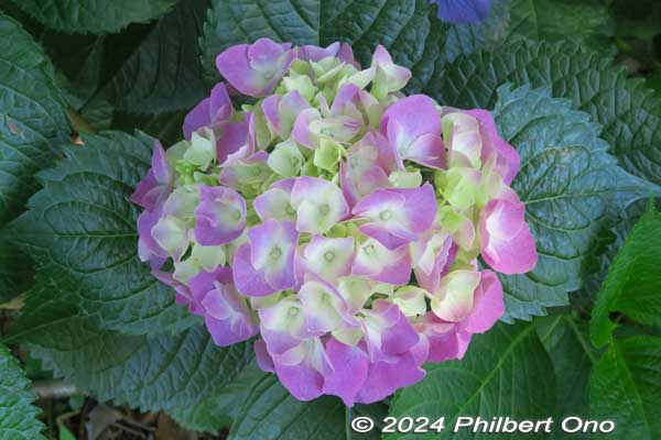 hydrangea