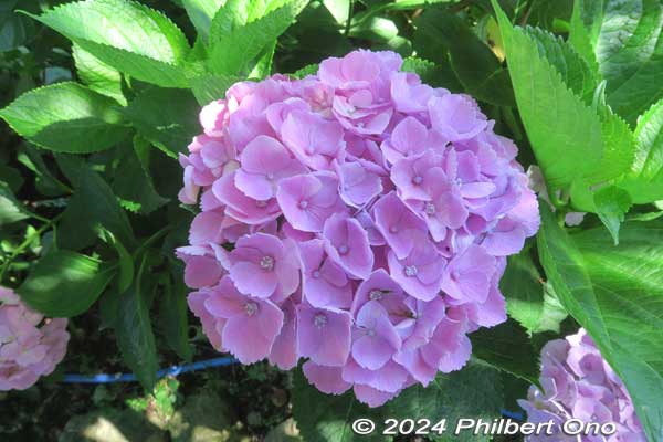 hydrangea