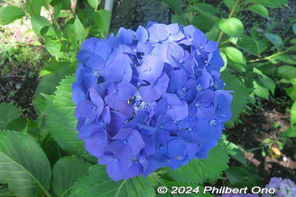 Yama-ajisai hydrangea