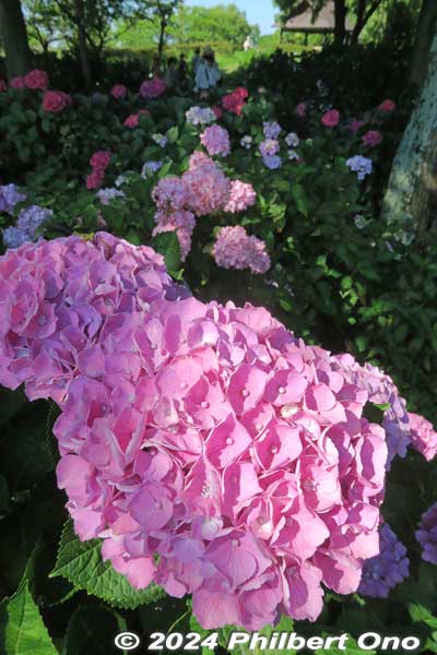 Pink Cyan hydrangea