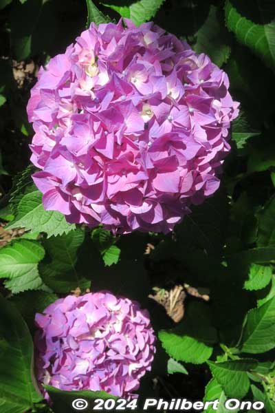 Hawaiian Grape hydrangea