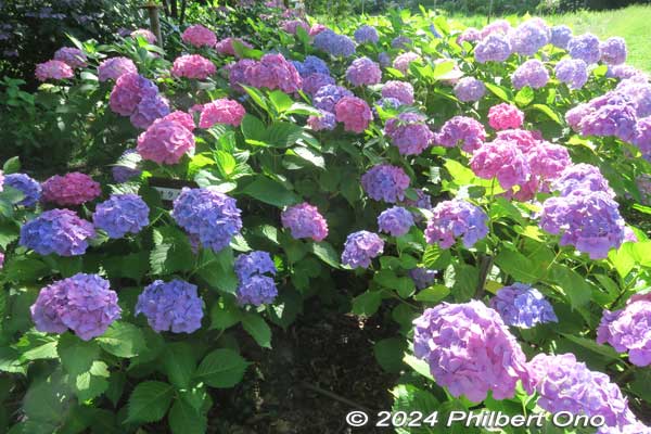 Otaksa hydrangea