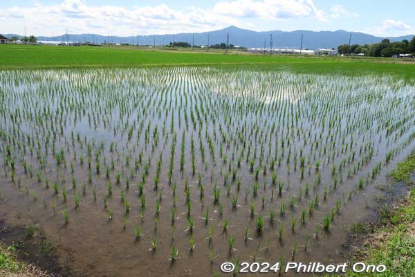 rice paddies