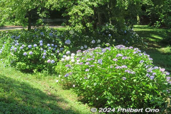 Start of hydrangea grove at Lake Yogo.