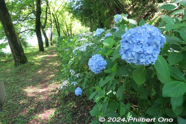 Shaded walking path along the lakeside hydrangea