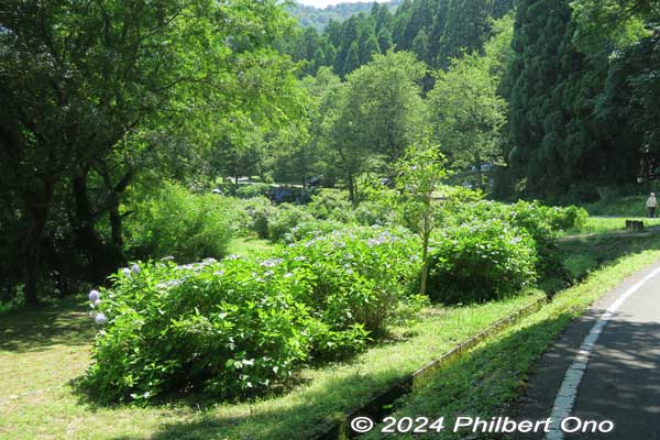 open space of hydrangea bushes