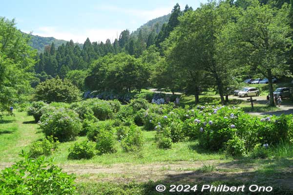 open space of hydrangea bushes