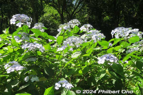 The hydrangea comes in white, blue, purple, and pink.