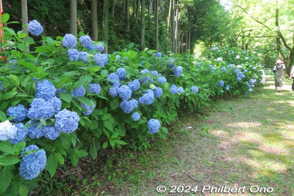 Walking path along hydrangea. 