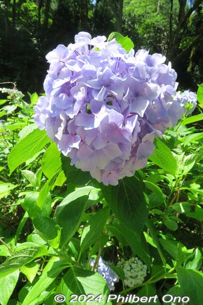 light purple hydrangea at lake yogo