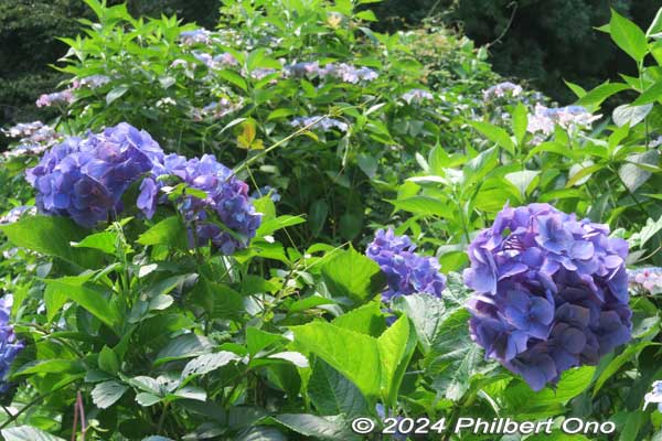 The hydrangea comes in white, blue, purple, and pink.