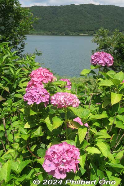 pink hydrangea with lake yogo in the background