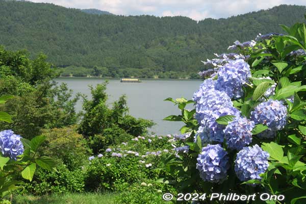 hydrangea with lake yogo in the background