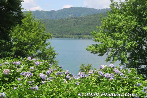 hydrangea with lake yogo in the background