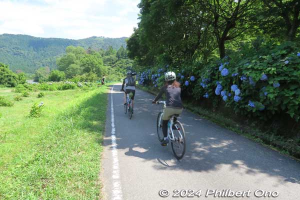 Bicyclists enjoying the hydrangea while cycling around the lake.