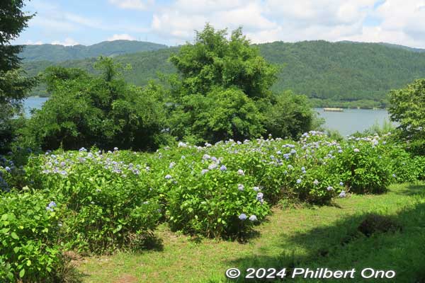 hydrangea with lake yogo in the background