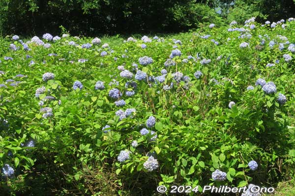 hydrangea at lake yogo